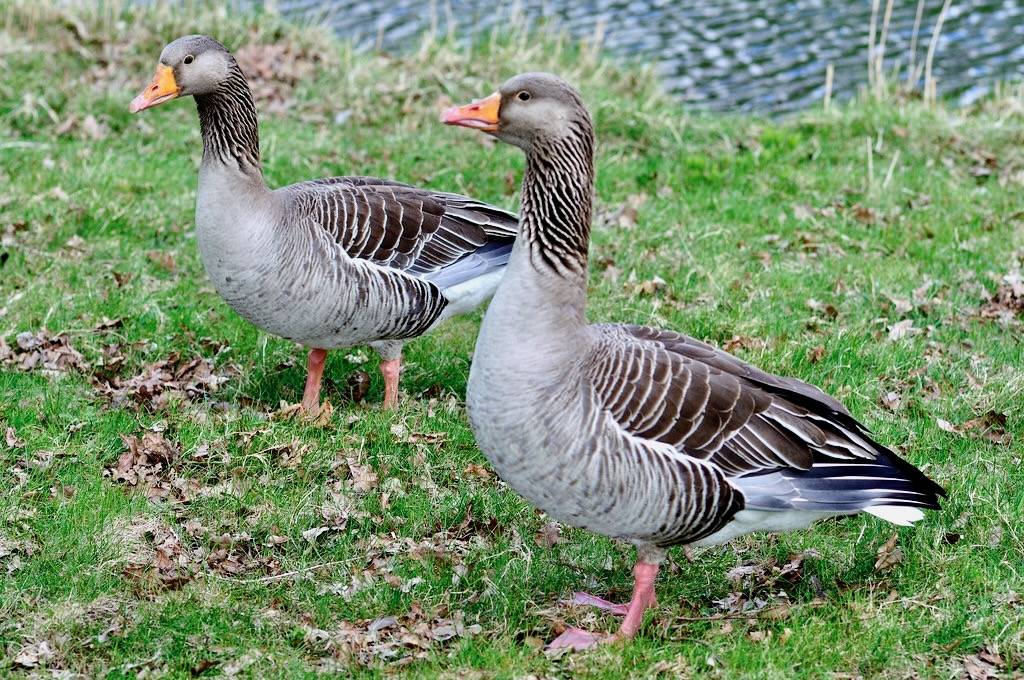 Grauwe Ganzen by johan wieland is licensed under CC BY-ND 2.0.